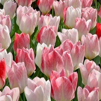 Se Tulipan 'Flaming Purissima' » Kæmpe udvalg i Plantetorvet » Hurtig levering: 1 - 2 Hverdage samt billig fragt - Varenummer: PTT-88171 og barcode / Ean: på lager - Udsalg på Blomsterløg > Tulipaner Spar op til 64% - Over 1112 kendte brands på udsalg