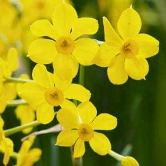 Se Miniature Narcis 'Baby Boomer' » Kæmpe udvalg i Plantetorvet » Hurtig levering: 1 - 2 Hverdage samt billig fragt - Varenummer: PTT-88197 og barcode / Ean: på lager - Udsalg på Blomsterløg > Påske/Pinseliljer Spar op til 52% - Over 1112 kendte brands på udsalg