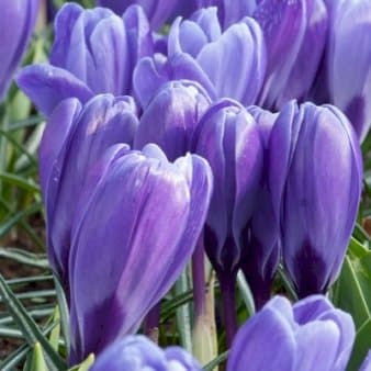 Se Storblomstrende Krokus 'Grand MaÃ®tre' » Kæmpe udvalg i Plantetorvet » Hurtig levering: 1 - 2 Hverdage samt billig fragt - Varenummer: PTT-88203 og barcode / Ean: på lager - Udsalg på Blomsterløg > Krokus Spar op til 65% - Over 1112 kendte brands på udsalg