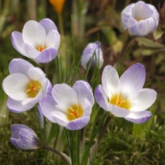 Se Botanisk krokus 'Firefly' » Kæmpe udvalg i Plantetorvet » Hurtig levering: 1 - 2 Hverdage samt billig fragt - Varenummer: PTT-88205 og barcode / Ean: på lager - Udsalg på Blomsterløg > Krokus Spar op til 63% - Over 1112 kendte brands på udsalg