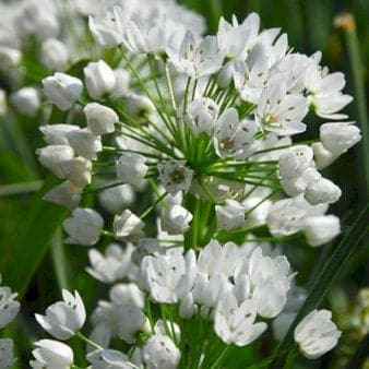 Se Prydløg 'Neapolitanum' » Kæmpe udvalg i Plantetorvet » Hurtig levering: 1 - 2 Hverdage samt billig fragt - Varenummer: PTT-88212 og barcode / Ean: på lager - Udsalg på Blomsterløg > Prydløg Spar op til 56% - Over 1192 kendte brands på udsalg