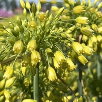 Se Prydløg 'Yellow Fantasy' » Kæmpe udvalg i Plantetorvet » Hurtig levering: 1 - 2 Hverdage samt billig fragt - Varenummer: PTT-88215 og barcode / Ean: på lager - Udsalg på Blomsterløg > Prydløg Spar op til 58% - Over 1122 kendte brands på udsalg