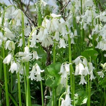 Se Spansk Klokkeskilla 'White' » Kæmpe udvalg i Plantetorvet » Hurtig levering: 1 - 2 Hverdage samt billig fragt - Varenummer: PTT-88233 og barcode / Ean: på lager - Udsalg på Blomsterløg > Skilla Spar op til 51% - Over 1122 kendte brands på udsalg