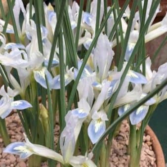 Se Dværg-Iris 'Frozen Planet' » Kæmpe udvalg i Plantetorvet » Hurtig levering: 1 - 2 Hverdage samt billig fragt - Varenummer: PTT-88236 og barcode / Ean: på lager - Udsalg på Blomsterløg > Iris Spar op til 63% - Over 1122 kendte brands på udsalg