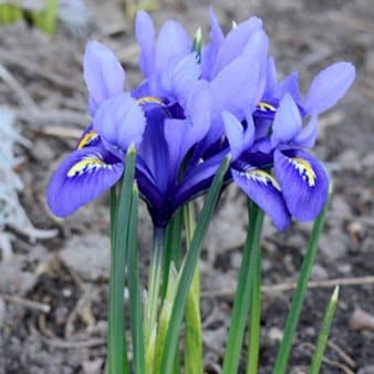 Se Dværg-Iris 'Harmony' » Kæmpe udvalg i Plantetorvet » Hurtig levering: 1 - 2 Hverdage samt billig fragt - Varenummer: PTT-88237 og barcode / Ean: på lager - Udsalg på Blomsterløg > Iris Spar op til 62% - Over 1122 kendte brands på udsalg