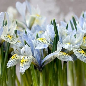 Se Dværg-Iris 'Katharine Hodgkin' » Kæmpe udvalg i Plantetorvet » Hurtig levering: 1 - 2 Hverdage samt billig fragt - Varenummer: PTT-88238 og barcode / Ean: på lager - Udsalg på Blomsterløg > Iris Spar op til 61% - Over 1122 kendte brands på udsalg