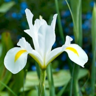 Se Hollandsk Iris 'White' » Kæmpe udvalg i Plantetorvet » Hurtig levering: 1 - 2 Hverdage samt billig fragt - Varenummer: PTT-88242 og barcode / Ean: på lager - Udsalg på Blomsterløg > Iris Spar op til 51% - Over 1192 kendte brands på udsalg