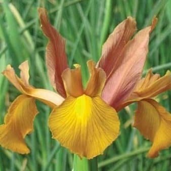 Se Hollandsk Iris 'Autumn Princess' » Kæmpe udvalg i Plantetorvet » Hurtig levering: 1 - 2 Hverdage samt billig fragt - Varenummer: PTT-88243 og barcode / Ean: på lager - Udsalg på Blomsterløg > Iris Spar op til 67% - Over 1192 kendte brands på udsalg