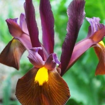 Se Hollandsk Iris 'Red Ember' » Kæmpe udvalg i Plantetorvet » Hurtig levering: 1 - 2 Hverdage samt billig fragt - Varenummer: PTT-88245 og barcode / Ean: på lager - Udsalg på Blomsterløg > Iris Spar op til 58% - Over 1122 kendte brands på udsalg