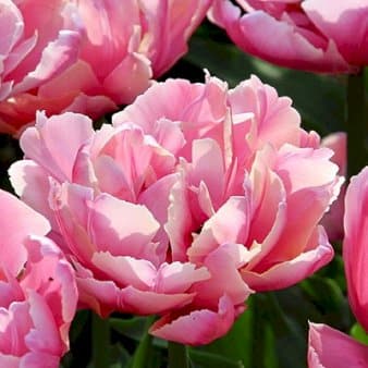 Se Tulipan 'Double Pink' XXL » Kæmpe udvalg i Plantetorvet » Hurtig levering: 1 - 2 Hverdage samt billig fragt - Varenummer: PTT-88308 og barcode / Ean: på lager - Udsalg på Blomsterløg > Tulipaner Spar op til 64% - Over 1124 kendte brands på udsalg