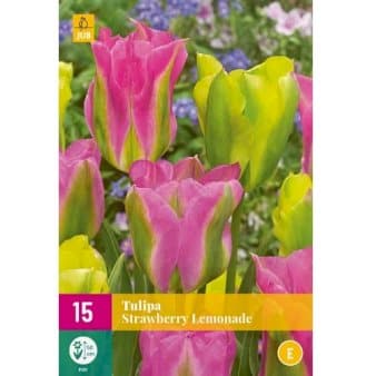 Se Tulipan 'Strawberry Lemonade' mix XXL » Kæmpe udvalg i Plantetorvet » Hurtig levering: 1 - 2 Hverdage samt billig fragt - Varenummer: PTT-88327 og barcode / Ean: på lager - Udsalg på Blomsterløg > Tulipaner Spar op til 56% - Over 1124 kendte brands på udsalg