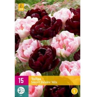 Se Tulipan 'Sweet Desire' mix XXL » Kæmpe udvalg i Plantetorvet » Hurtig levering: 1 - 2 Hverdage samt billig fragt - Varenummer: PTT-88330 og barcode / Ean: på lager - Udsalg på Blomsterløg > Tulipaner Spar op til 66% - Over 1124 kendte brands på udsalg