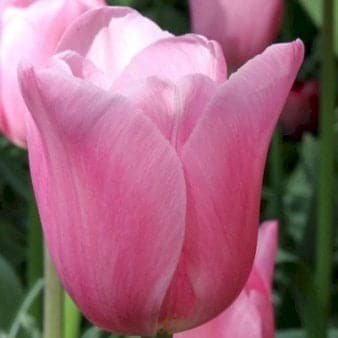 Se Tulipan 'Triumph Pink' XXL » Kæmpe udvalg i Plantetorvet » Hurtig levering: 1 - 2 Hverdage samt billig fragt - Varenummer: PTT-88334 og barcode / Ean: på lager - Udsalg på Blomsterløg > Tulipaner Spar op til 62% - Over 1124 kendte brands på udsalg