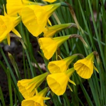 Se Påskelilje 'Golden Bells' XXL » Kæmpe udvalg i Plantetorvet » Hurtig levering: 1 - 2 Hverdage samt billig fragt - Varenummer: PTT-88347 og barcode / Ean: på lager - Udsalg på Blomsterløg > Påske/Pinseliljer Spar op til 63% - Over 1124 kendte brands på udsalg