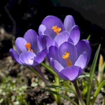 Se Storblomstrende Krokus 'Blue' XXL » Kæmpe udvalg i Plantetorvet » Hurtig levering: 1 - 2 Hverdage samt billig fragt - Varenummer: PTT-88357 og barcode / Ean: på lager - Udsalg på Blomsterløg > Krokus Spar op til 61% - Over 1124 kendte brands på udsalg