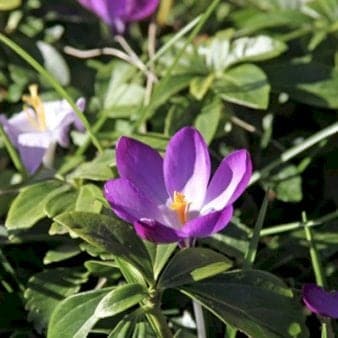 Se Botaniske Krokus 'Ruby Giant' XXL » Kæmpe udvalg i Plantetorvet » Hurtig levering: 1 - 2 Hverdage samt billig fragt - Varenummer: PTT-88362 og barcode / Ean: på lager - Udsalg på Blomsterløg > Krokus Spar op til 55% - Over 1124 kendte brands på udsalg