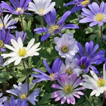 Se Balkan-anemone Mix XXL » Kæmpe udvalg i Plantetorvet » Hurtig levering: 1 - 2 Hverdage samt billig fragt - Varenummer: PTT-88375 og barcode / Ean: på lager - Udsalg på Blomsterløg > Anemone Spar op til 53% - Over 1124 kendte brands på udsalg