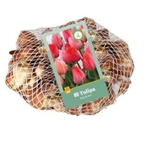 Se Tulipan 'Red og Pink' mix Net » Kæmpe udvalg i Plantetorvet » Hurtig levering: 1 - 2 Hverdage samt billig fragt - Varenummer: PTT-88390 og barcode / Ean: på lager - Udsalg på Blomsterløg > Tulipaner Spar op til 58% - Over 1124 kendte brands på udsalg