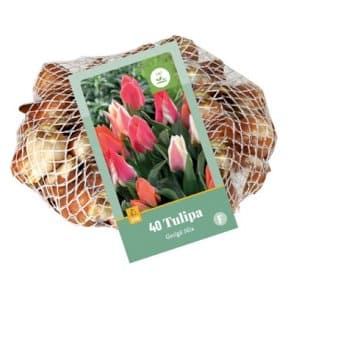 Se Tulipan 'Greigii' mix Net » Kæmpe udvalg i Plantetorvet » Hurtig levering: 1 - 2 Hverdage samt billig fragt - Varenummer: PTT-88396 og barcode / Ean: på lager - Udsalg på Blomsterløg > Tulipaner Spar op til 58% - Over 1124 kendte brands på udsalg