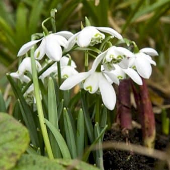 Se Vintergækker 'Flore Pleno' XXL » Kæmpe udvalg i Plantetorvet » Hurtig levering: 1 - 2 Hverdage samt billig fragt - Varenummer: PTT-88433 og barcode / Ean: på lager - Udsalg på Blomsterløg > Vintergækker Spar op til 53% - Over 1124 kendte brands på udsalg