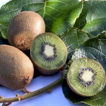 Se Kiwi 'Hayward' Potte 7,5 liter,- Opbundet 100-150 cm. » Kæmpe udvalg i Plantetorvet » Hurtig levering: 1 - 2 Hverdage samt billig fragt - Varenummer: PTT-94936 og barcode / Ean: på lager - Udsalg på Frugttræer & Frugtbuske > Kiwi Spar op til 51% - Over 1150 kendte brands på udsalg