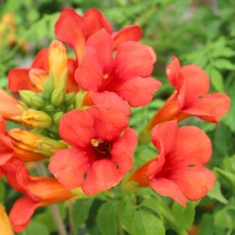 Se Trompetblomst 'Fire Trumpet'Â® Potte 2,0 liter,- Opbundet » Kæmpe udvalg i Plantetorvet » Hurtig levering: 1 - 2 Hverdage samt billig fragt - Varenummer: PTT-94940 og barcode / Ean: på lager - Udsalg på Slyngplanter > Trompetblomst Spar op til 67% - Over 1150 kendte brands på udsalg