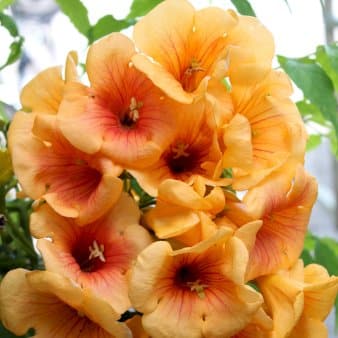 Se Trompetblomst 'Golden Trumpet'Â® Potte 5,0 liter,- Opbundet 80-100 cm. » Kæmpe udvalg i Plantetorvet » Hurtig levering: 1 - 2 Hverdage samt billig fragt - Varenummer: PTT-94951 og barcode / Ean: på lager - Udsalg på Slyngplanter > Trompetblomst Spar op til 62% - Over 1150 kendte brands på udsalg