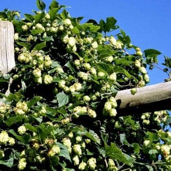 Se Humle 'Hersbrucker' Potte 2,0 liter,- Opbundet » Kæmpe udvalg i Plantetorvet » Hurtig levering: 1 - 2 Hverdage samt billig fragt - Varenummer: PTT-94977 og barcode / Ean: på lager - Udsalg på Slyngplanter > Humle Spar op til 63% - Over 1112 kendte brands på udsalg