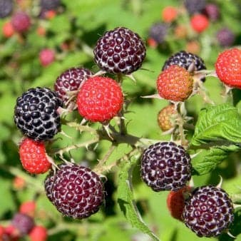 Se Sommer Hindbær 'Glen Coe'Â® Potte 2,0 liter,- Opbundet ❤ Kæmpe udvalg i Plantetorvet ❤ Hurtig levering: 1 - 2 Hverdage samt billig fragt - Varenummer: PTT-95007 og barcode / Ean: på lager - Udsalg på Frugttræer & Frugtbuske > Hindbær Spar op til 57% - Over 857 kendte brands på udsalg