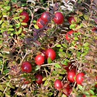 Se Storfrugtet Tranebær 'Cranberry' Potte 2,0 liter,- Opbundet » Kæmpe udvalg i Plantetorvet » Hurtig levering: 1 - 2 Hverdage samt billig fragt - Varenummer: PTT-95017 og barcode / Ean: på lager - Udsalg på Frugttræer & Frugtbuske > Tranebær Spar op til 52% - Over 1150 kendte brands på udsalg