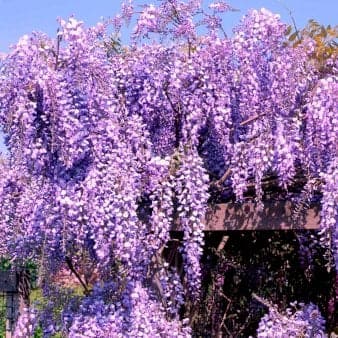 Se Amerikansk Blåregn 'Longwood Purple' Potte 7,5 liter,- Opbundet 150-200 cm. ❤ Kæmpe udvalg i Plantetorvet ❤ Hurtig levering: 1 - 2 Hverdage samt billig fragt - Varenummer: PTT-95041 og barcode / Ean: på lager - Udsalg på Slyngplanter > Blåregn Spar op til 64% - Over 1160 kendte mærker på udsalg