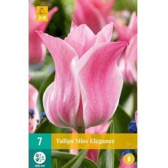 Se Tulipan 'Miss Elegance' - Nyhed ❤ Kæmpe udvalg i Plantetorvet ❤ Hurtig levering: 1 - 2 Hverdage samt billig fragt - Varenummer: PTT-95446 og barcode / Ean: på lager - Udsalg på Blomsterløg > Tulipaner Spar op til 61% - Over 857 kendte brands på udsalg