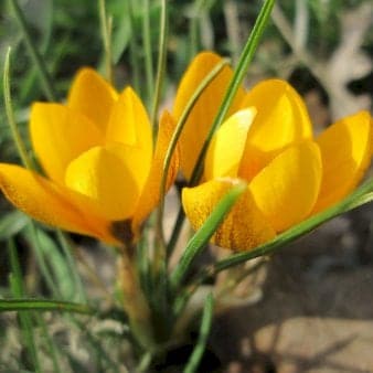 Se Botaniske Krokus 'Advance' ❤ Kæmpe udvalg i Plantetorvet ❤ Hurtig levering: 1 - 2 Hverdage samt billig fragt - Varenummer: PTT-95462 og barcode / Ean: på lager - Udsalg på Blomsterløg > Krokus Spar op til 52% - Over 857 kendte brands på udsalg