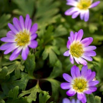 Se Balkan-Anemone &