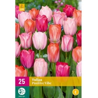 Se Tulipan 'Positive Vibe' XXL ❤ Kæmpe udvalg i Plantetorvet ❤ Hurtig levering: 1 - 2 Hverdage samt billig fragt - Varenummer: PTT-95469 og barcode / Ean: på lager - Udsalg på Blomsterløg > Tulipaner Spar op til 65% - Over 857 kendte brands på udsalg