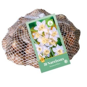 Se Påskelilje 'Botanical White' Net ❤ Kæmpe udvalg i Plantetorvet ❤ Hurtig levering: 1 - 2 Hverdage samt billig fragt - Varenummer: PTT-95475 og barcode / Ean: på lager - Udsalg på Blomsterløg > Påske/Pinseliljer Spar op til 59% - Over 857 kendte brands på udsalg