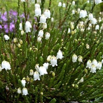 Se Kantlyng 'Cross Branklyn' 10 cm potte ❤ Kæmpe udvalg i Plantetorvet ❤ Hurtig levering: 1 - 2 Hverdage samt billig fragt - Varenummer: PTT-98298 og barcode / Ean: på lager - Udsalg på Lyng > Kantlyng Spar op til 54% - Over 785 kendte brands på udsalg