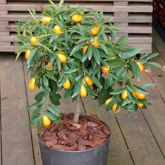 Se Kumquat med frugt Opstammet 50 cm. 4 liter potte ✔ Kæmpe udvalg i Plantetorvet ✔ Hurtig levering: 1 - 2 Hverdage samt billig fragt - Varenummer: PTT-97214 og barcode / Ean: på lager - Udsalg på Terrasse Planter > Citrus Spar op til 53% - Over 1334 design brands på udsalg