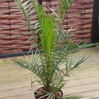 Se Fønix palme Potte 4,0 liter,- 70-80 cm. ❤ Kæmpe udvalg i Plantetorvet ❤ Hurtig levering: 1 - 2 Hverdage samt billig fragt - Varenummer: PTT-97201 og barcode / Ean: på lager - Udsalg på Terrasse Planter > Specialiteter Spar op til 61% - Over 1160 kendte mærker på udsalg