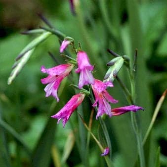 Se Italiensk gladiolus Blomsterløg, Antal pr. pakke, Ca. 10 stk. » Kæmpe udvalg i Plantetorvet » Hurtig levering: 1 - 2 Hverdage samt billig fragt - Varenummer: PTT-98023 og barcode / Ean: på lager - Udsalg på Blomsterløg > Gladiolus Spar op til 65% - Over 1112 kendte brands på udsalg