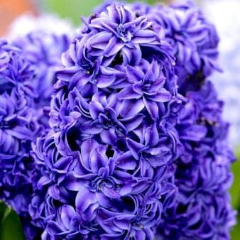 Se Hyacinth &