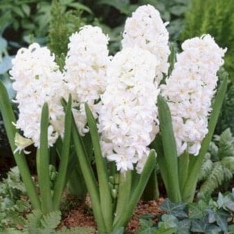 Se Hyacinth 'Double White' Blomsterløg, Antal pr. pakke, Ca. 2 stk. » Kæmpe udvalg i Plantetorvet » Hurtig levering: 1 - 2 Hverdage samt billig fragt - Varenummer: PTT-98027 og barcode / Ean: på lager - Udsalg på Blomsterløg > Hyacinter Spar op til 61% - Over 1112 kendte brands på udsalg