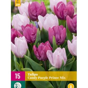 Se Tulipan 'Candy Purple Prince Mix' - Nyhed Blomsterløg, Antal pr. pakke, Ca. 15 stk. ❤ Kæmpe udvalg i Plantetorvet ❤ Hurtig levering: 1 - 2 Hverdage samt billig fragt - Varenummer: PTT-98094 og barcode / Ean: på lager - Udsalg på Blomsterløg > Tulipaner Spar op til 58% - Over 785 kendte brands på udsalg