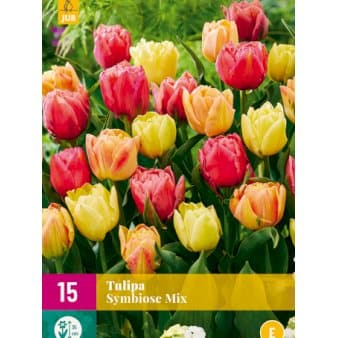 Se Tulipan 'Symbiose Mix' - Nyhed Blomsterløg, Antal pr. pakke, Ca. 15 stk. ❤ Kæmpe udvalg i Plantetorvet ❤ Hurtig levering: 1 - 2 Hverdage samt billig fragt - Varenummer: PTT-98096 og barcode / Ean: på lager - Udsalg på Blomsterløg > Tulipaner Spar op til 56% - Over 785 kendte brands på udsalg