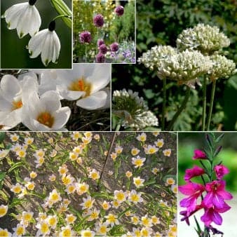 Se Løg mix 'Pink Friends' Blomsterløg, Antal pr. pakke, Ca. 50 stk. ❤ Kæmpe udvalg i Plantetorvet ❤ Hurtig levering: 1 - 2 Hverdage samt billig fragt - Varenummer: PTT-98100 og barcode / Ean: på lager - Udsalg på Blomsterløg > Mixpakker Spar op til 59% - Over 785 kendte brands på udsalg