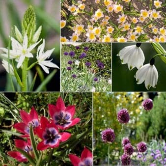 Se Løg mix 'Violet Friends' Blomsterløg, Antal pr. pakke, Ca. 50 stk. ❤ Kæmpe udvalg i Plantetorvet ❤ Hurtig levering: 1 - 2 Hverdage samt billig fragt - Varenummer: PTT-98101 og barcode / Ean: på lager - Udsalg på Blomsterløg > Mixpakker Spar op til 58% - Over 785 kendte brands på udsalg