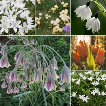 Se Løg mix 'Caramel Friends' Blomsterløg, Antal pr. pakke, Ca. 50 stk. ❤ Kæmpe udvalg i Plantetorvet ❤ Hurtig levering: 1 - 2 Hverdage samt billig fragt - Varenummer: PTT-98102 og barcode / Ean: på lager - Udsalg på Blomsterløg > Mixpakker Spar op til 57% - Over 785 kendte brands på udsalg