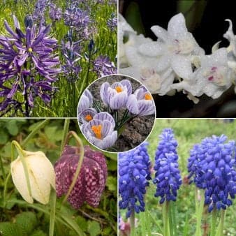 Se Løg mix 'Blue Friends' Blomsterløg, Antal pr. pakke, Ca. 50 stk. ❤ Kæmpe udvalg i Plantetorvet ❤ Hurtig levering: 1 - 2 Hverdage samt billig fragt - Varenummer: PTT-98103 og barcode / Ean: på lager - Udsalg på Blomsterløg > Mixpakker Spar op til 63% - Over 785 kendte brands på udsalg