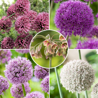 Se Løg mix 'Allium' Blomsterløg, Antal pr. pakke, Ca. 80 stk. ❤ Kæmpe udvalg i Plantetorvet ❤ Hurtig levering: 1 - 2 Hverdage samt billig fragt - Varenummer: PTT-98109 og barcode / Ean: på lager - Udsalg på Blomsterløg > Mixpakker Spar op til 67% - Over 785 kendte brands på udsalg