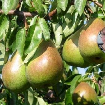 Se Pære 'Fritjof' Havefrugttræ - A-kvalitet 4-8 grene. 120-160 cm. Potte, (Kvæde A) ❤ Kæmpe udvalg i Plantetorvet ❤ Hurtig levering: 1 - 2 Hverdage samt billig fragt - Varenummer: PTT-98258 og barcode / Ean: på lager - Udsalg på Frugttræer & Frugtbuske > Pære Spar op til 55% - Over 785 kendte brands på udsalg